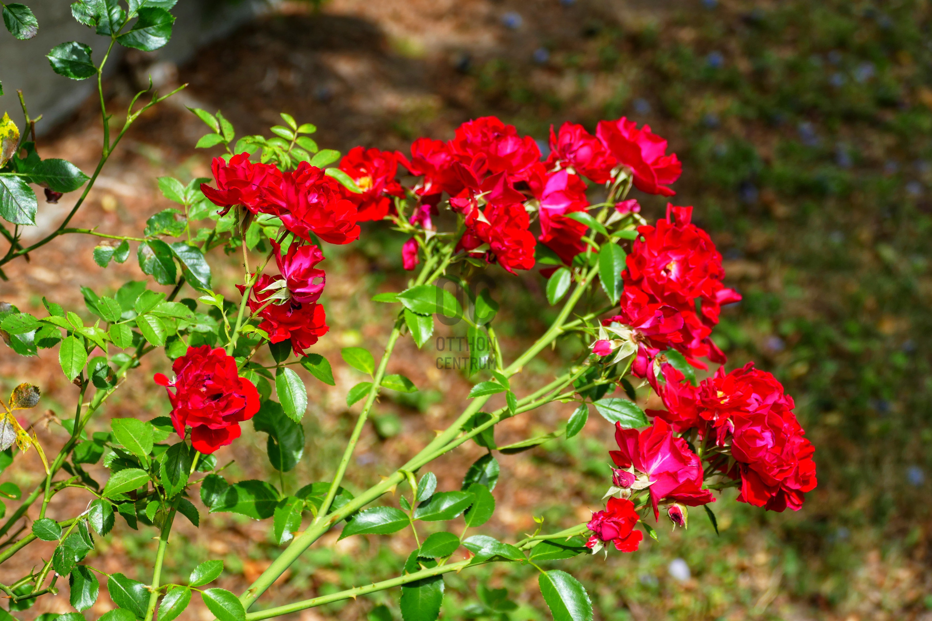 Gallery zoom image