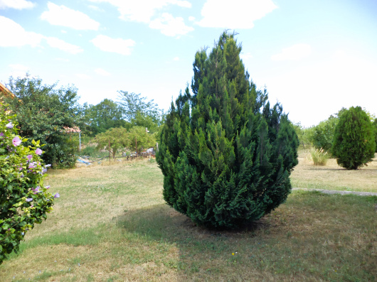 Index image